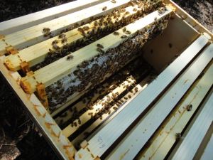 After over two months, with two boxes, Michigan's population was still sparse, a sign of a weak queen.  Bees should have been covering all of the frames.  