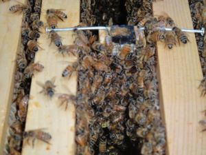 Bees cover the cage for the new queen.  The sugar plug has been chewed out by the  bees, and queen is already in the hive.   