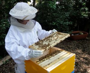 Marianne inspects a frame from the Michigan hive